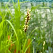 Attēlu rezultāti vaicājumam “Carex lepidocarpa fruit”