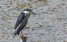 Attēlu rezultāti vaicājumam “Nycticorax nycticorax adult”