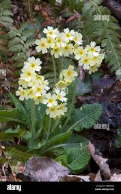Attēlu rezultāti vaicājumam “Primula elatior flower”