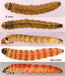 Attēlu rezultāti vaicājumam “Shargacucullia scrophulariae larva”
