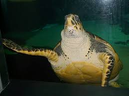 Image result for Eretmochelys imbricata