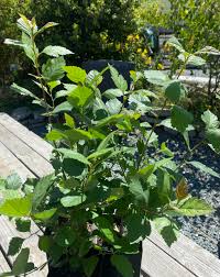 Attēlu rezultāti vaicājumam “Crataegus douglasii”