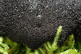 Attēlu rezultāti vaicājumam “Lindbladia tubulina”