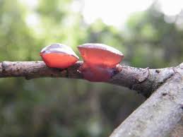 Attēlu rezultāti vaicājumam “Exidia repanda”