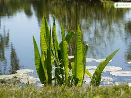 Attēlu rezultāti vaicājumam “Rumex hydrolapathum leaf”