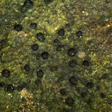 Attēlu rezultāti vaicājumam “Verrucaria hydrela”