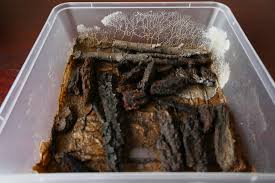 Attēlu rezultāti vaicājumam “Physarum pezizoideum spores”