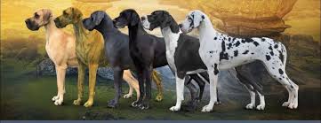 Image result for Great Dane Handball Club, Wapping, London