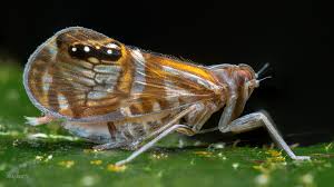 Attēlu rezultāti vaicājumam “Cixiidae”