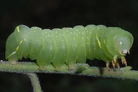 Attēlu rezultāti vaicājumam “Brachionycha nubeculosa”