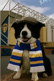 Image result for Leeds Mad Dogs