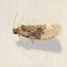 Attēlu rezultāti vaicājumam “Hedya nubiferana”