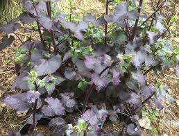 Attēlu rezultāti vaicājumam “Lunaria annua leaf”