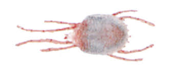 Attēlu rezultāti vaicājumam “Bryobia praetiosa”