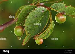 Attēlu rezultāti vaicājumam “Diplolepis eglanteriae”