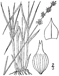 Attēlu rezultāti vaicājumam “Carex echinata”