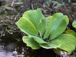 Attēlu rezultāti vaicājumam “Pistia stratiotes”