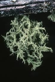 Attēlu rezultāti vaicājumam “Usnea hirta”