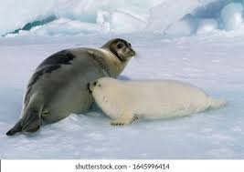 Image result for Pagophilus groenlandicus