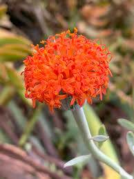 Attēlu rezultāti vaicājumam “Senecio”