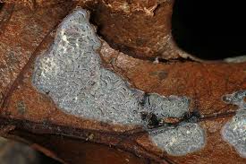 Attēlu rezultāti vaicājumam “Didymium serpula”