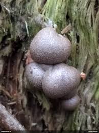 Attēlu rezultāti vaicājumam “Lycogala roseosporum sessile”