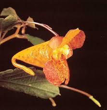 Attēlu rezultāti vaicājumam “Balsaminaceae”