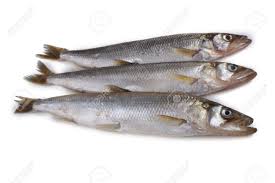 Image result for Osmerus mordax