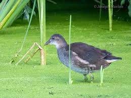 Attēlu rezultāti vaicājumam “Gallinula chloropus juvenile”
