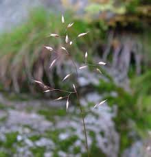 Attēlu rezultāti vaicājumam “Deschampsia flexuosa”