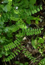 Attēlu rezultāti vaicājumam “Vicia sylvatica leaf”