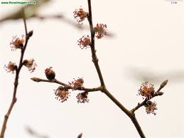 Attēlu rezultāti vaicājumam “Ulmus glabra flower”