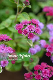 Image result for Leberbalsam