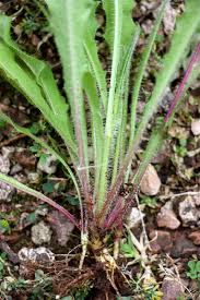 Attēlu rezultāti vaicājumam “Picris hieracioides”