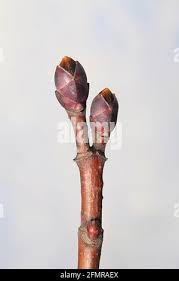 Attēlu rezultāti vaicājumam “Acer platanoides bud”