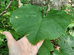 Attēlu rezultāti vaicājumam “Aristolochia durior leaf”