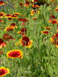 Image result for Gaillardia `Kobold`