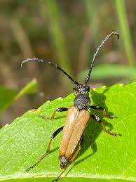 Attēlu rezultāti vaicājumam “Leptura rubra”