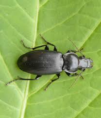 Attēlu rezultāti vaicājumam “Pterostichus melanarius”