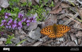 Attēlu rezultāti vaicājumam “Argynnis adippe male”