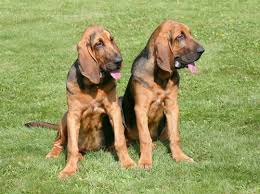 Image result for Carlisle BloodHounds