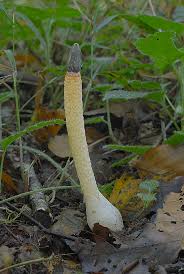 Attēlu rezultāti vaicājumam “Mutinus caninus”