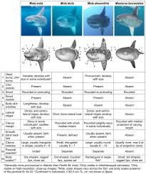 Image result for Mola mola