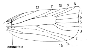 Attēlu rezultāti vaicājumam “Platyptilia gonodactyla imago”
