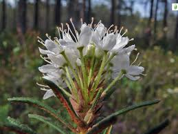 Attēlu rezultāti vaicājumam “Ledum palustre flower”