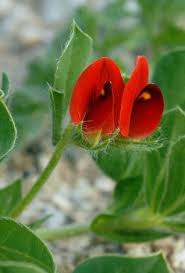 Image result for Lotus tetragonolobus