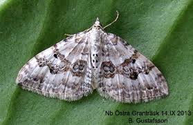 Attēlu rezultāti vaicājumam “Xanthorhoe montanata”