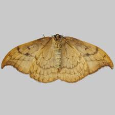 Attēlu rezultāti vaicājumam “Drepana falcataria”