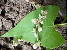 Attēlu rezultāti vaicājumam “Fallopia convolvulus leaf”