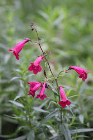 Image result for Penstemon